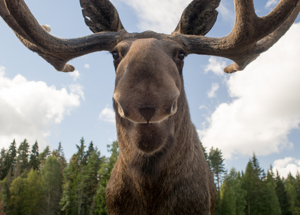 Moose in Sweden