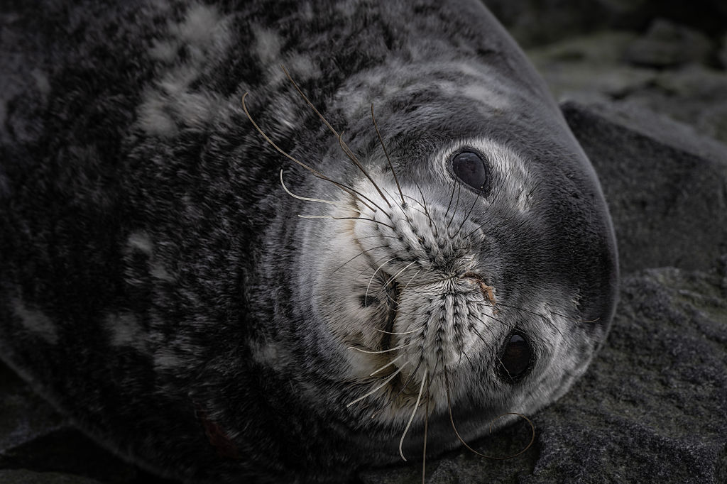 A seal stares at the camera