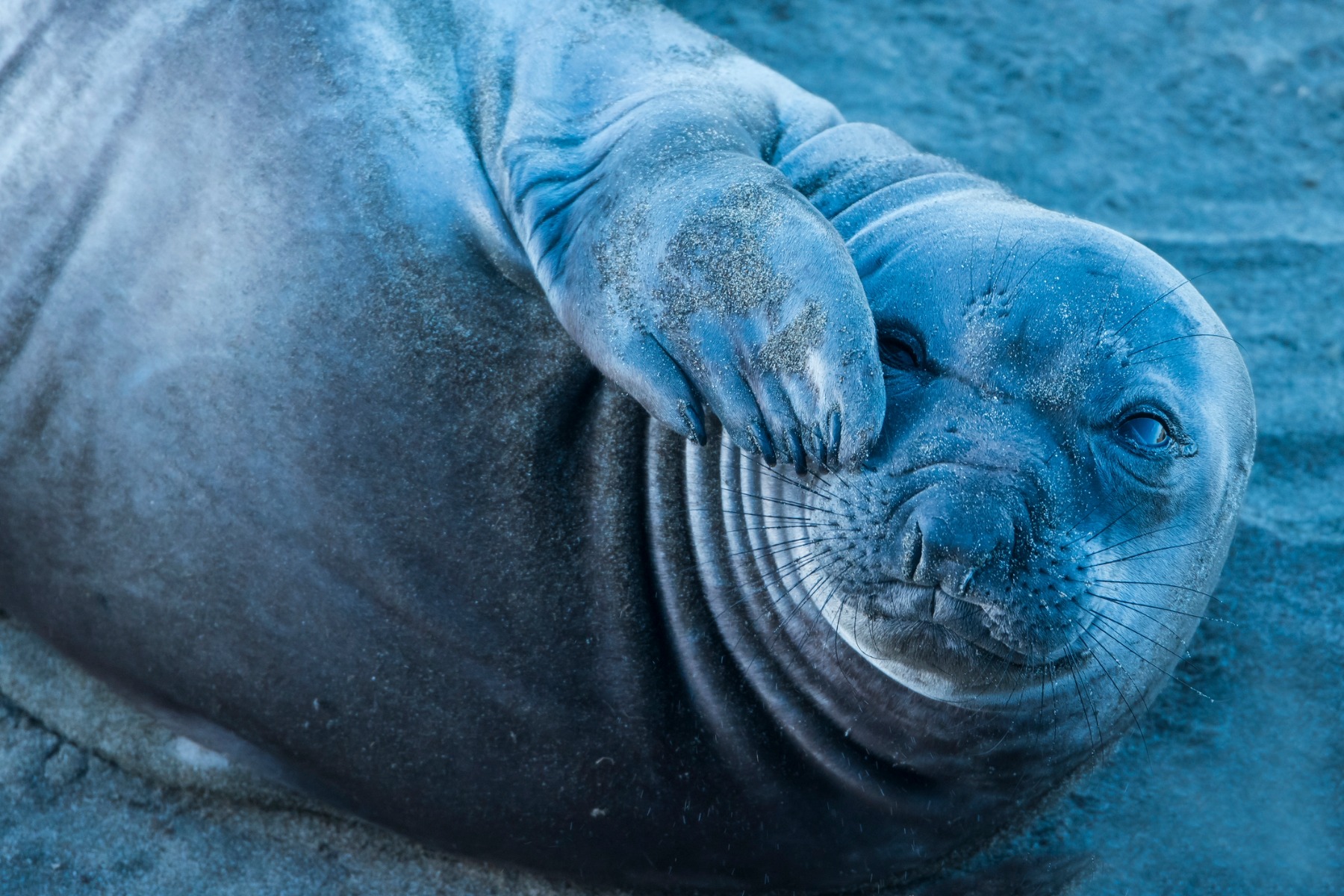 A large Northern Elephant Seal puts its flipper over its face
