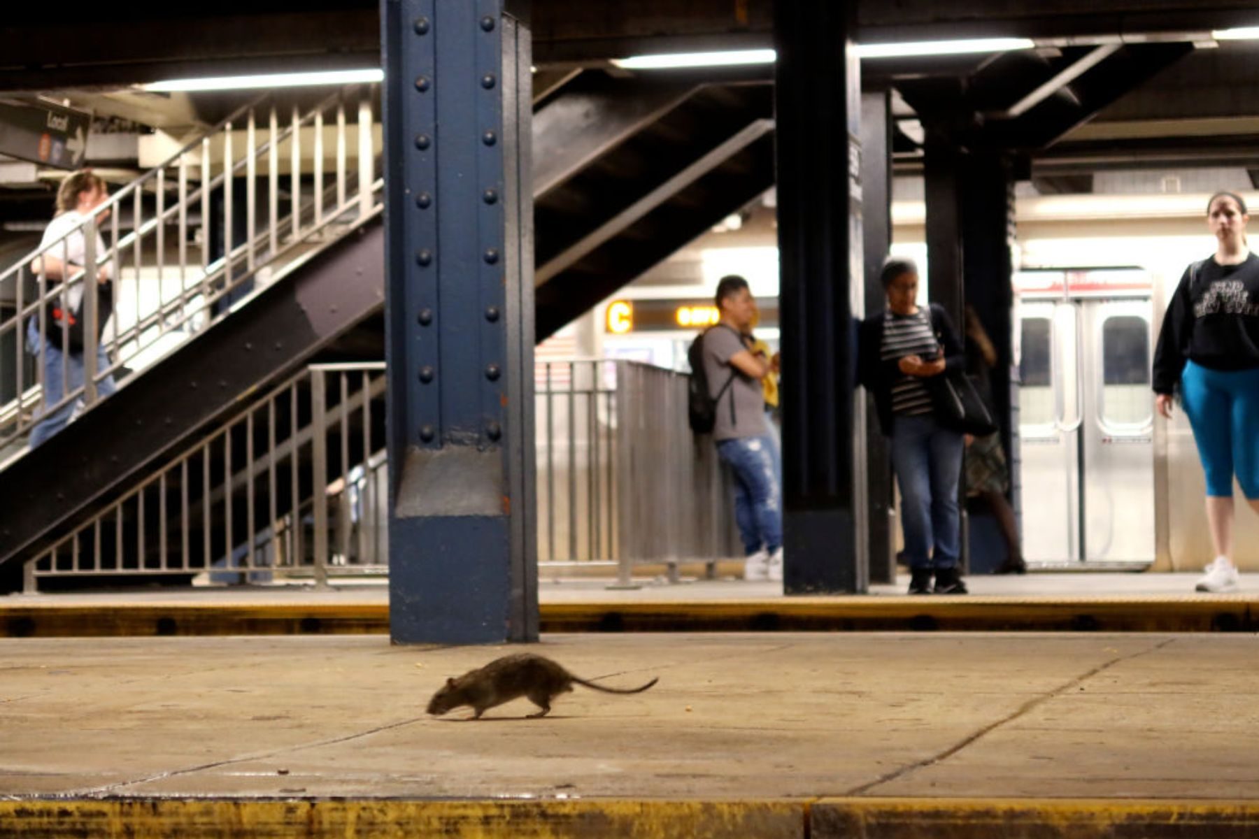 A rat runs through a subway station, New York