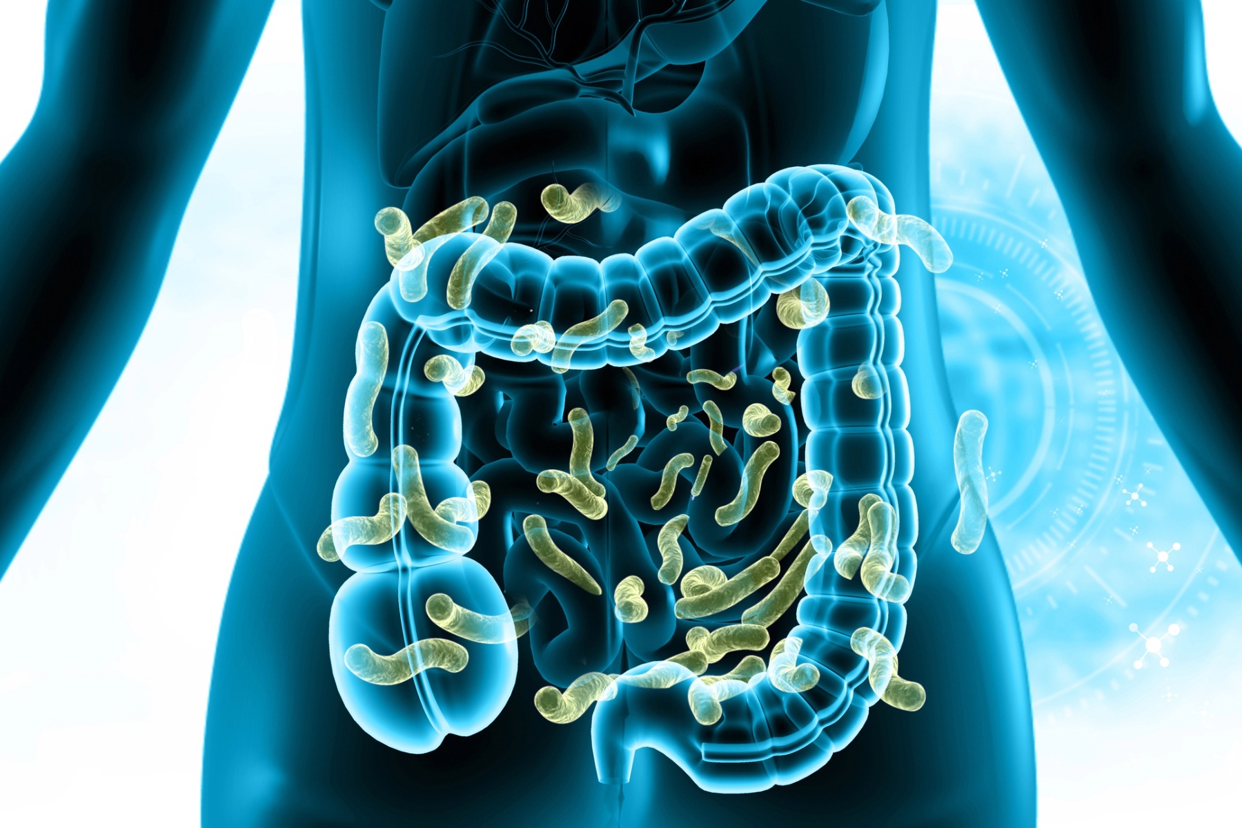 Intestine with bacteria