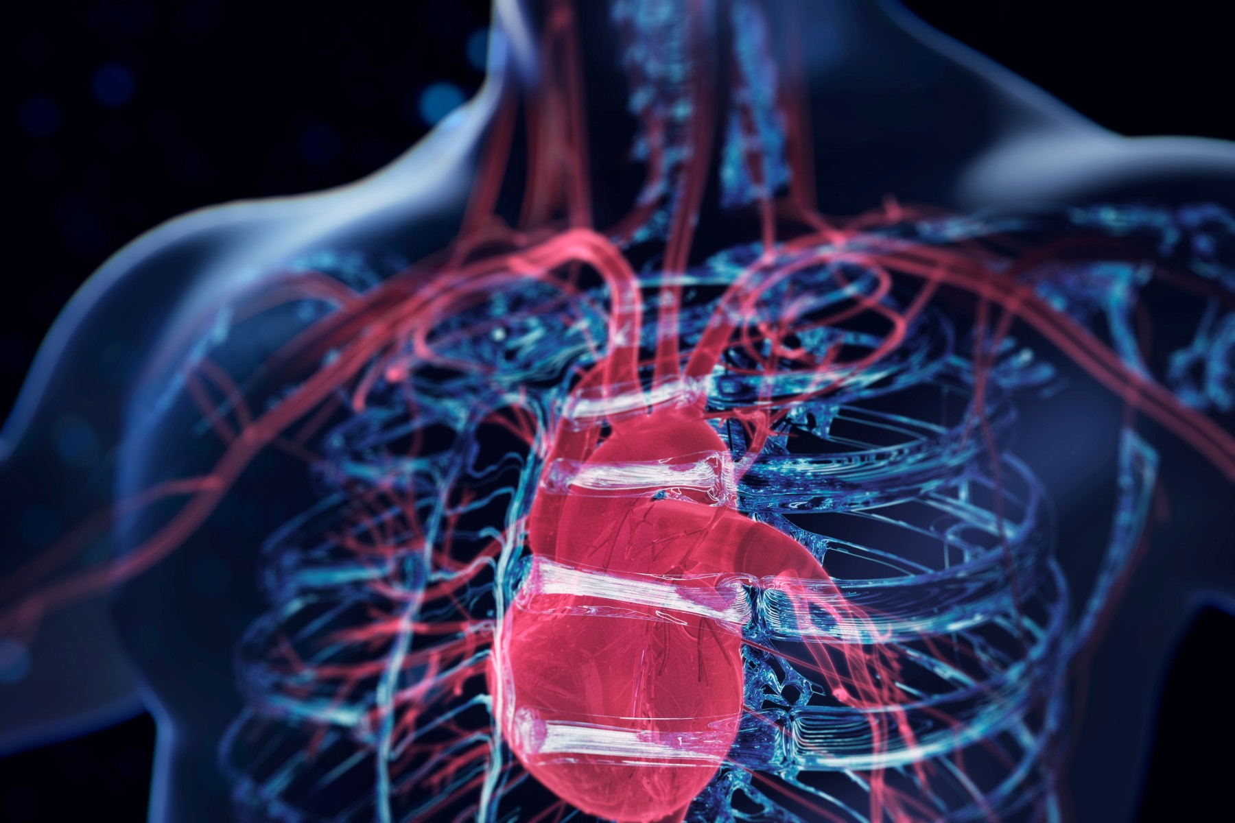 Heart in a see through chest