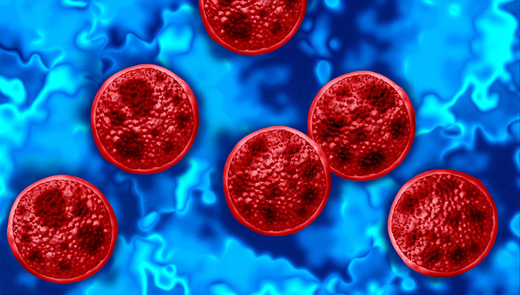 Round red organism