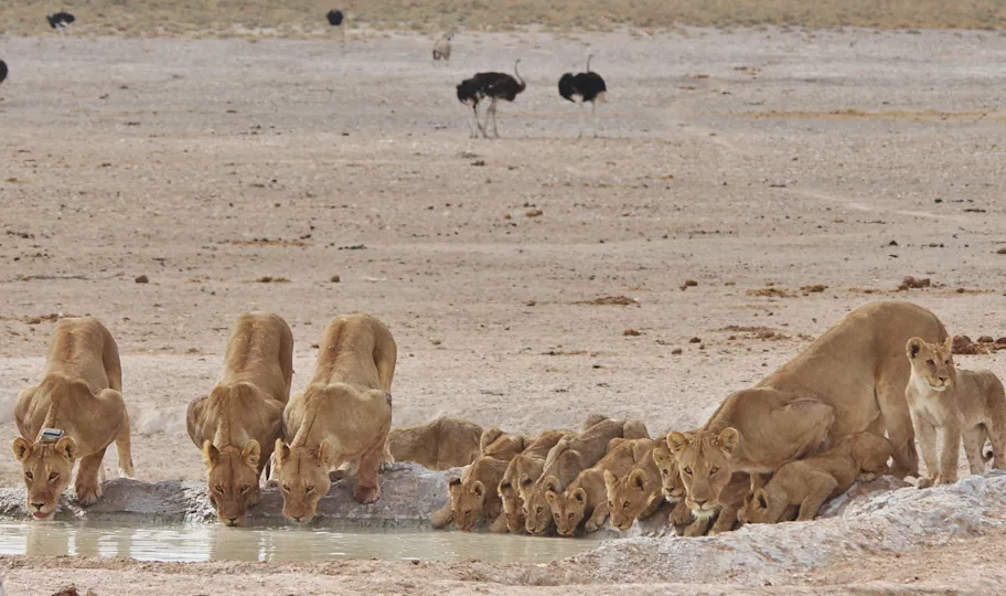 Lionesses and cubs drink water