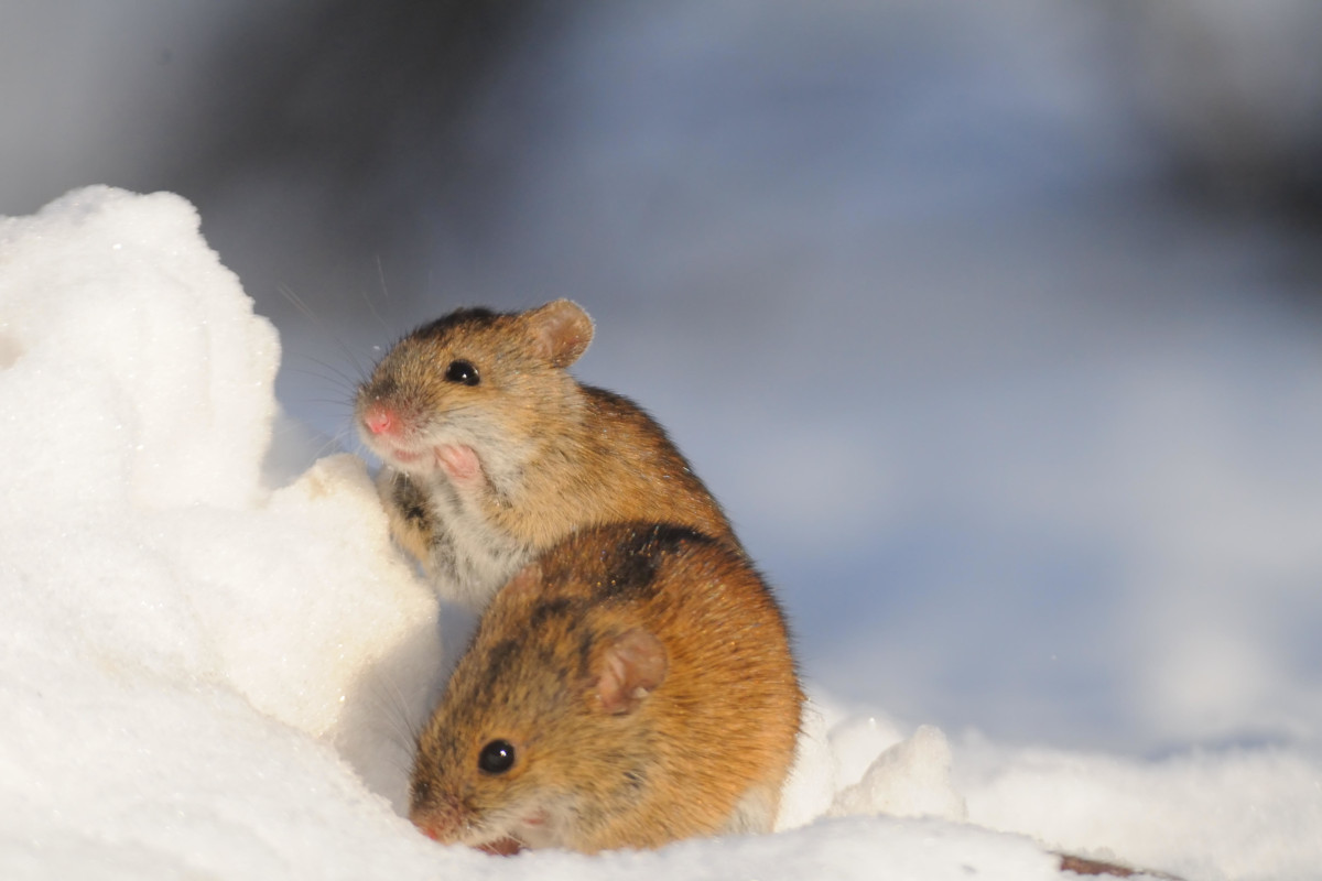 Two friendly mice in the snowdrift