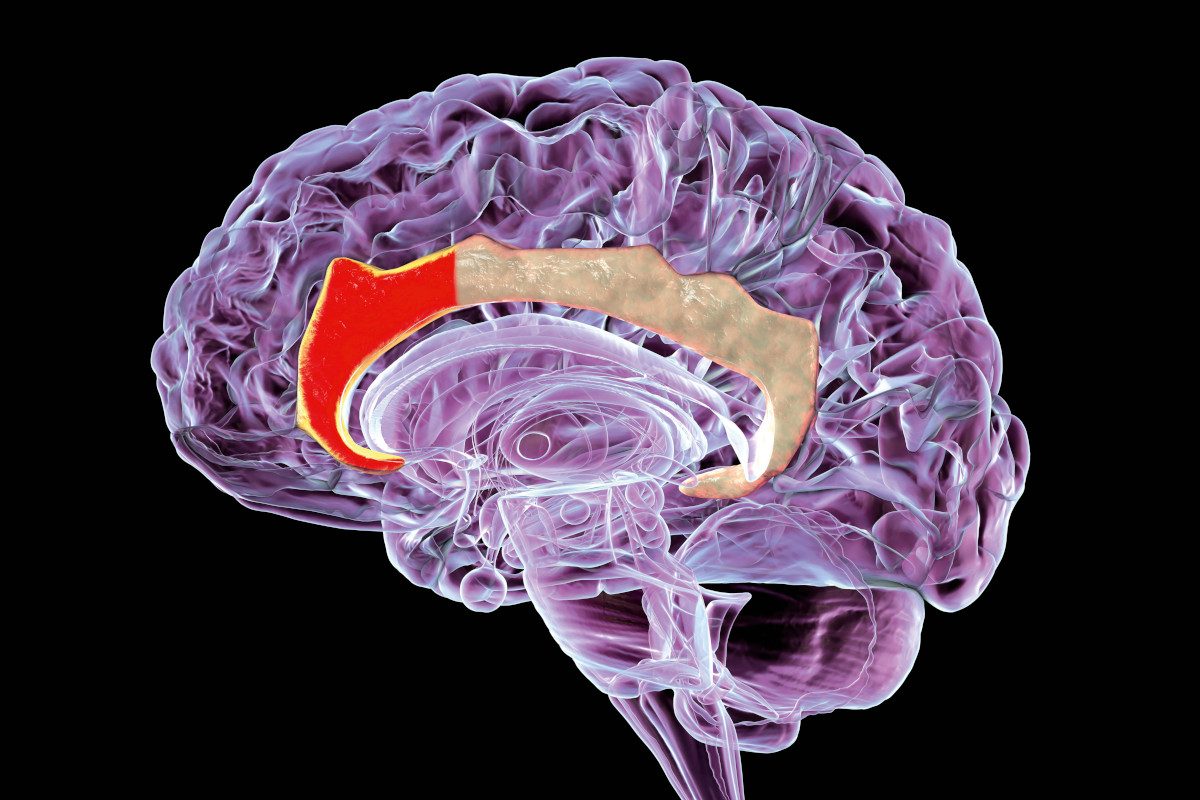 Illustration of the cingulate gyrus of the brain with the anterior cingulate cortex (ACC) shown in red.