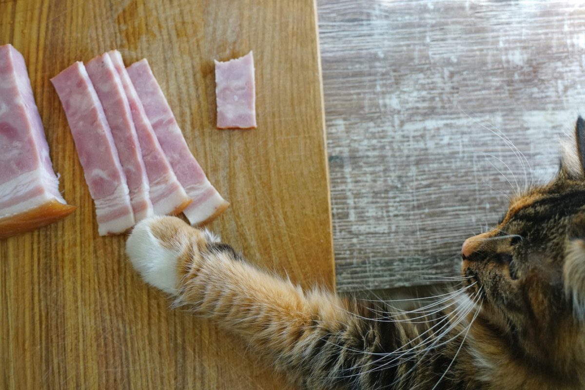 Red Cat wants to get meat from table. Top view