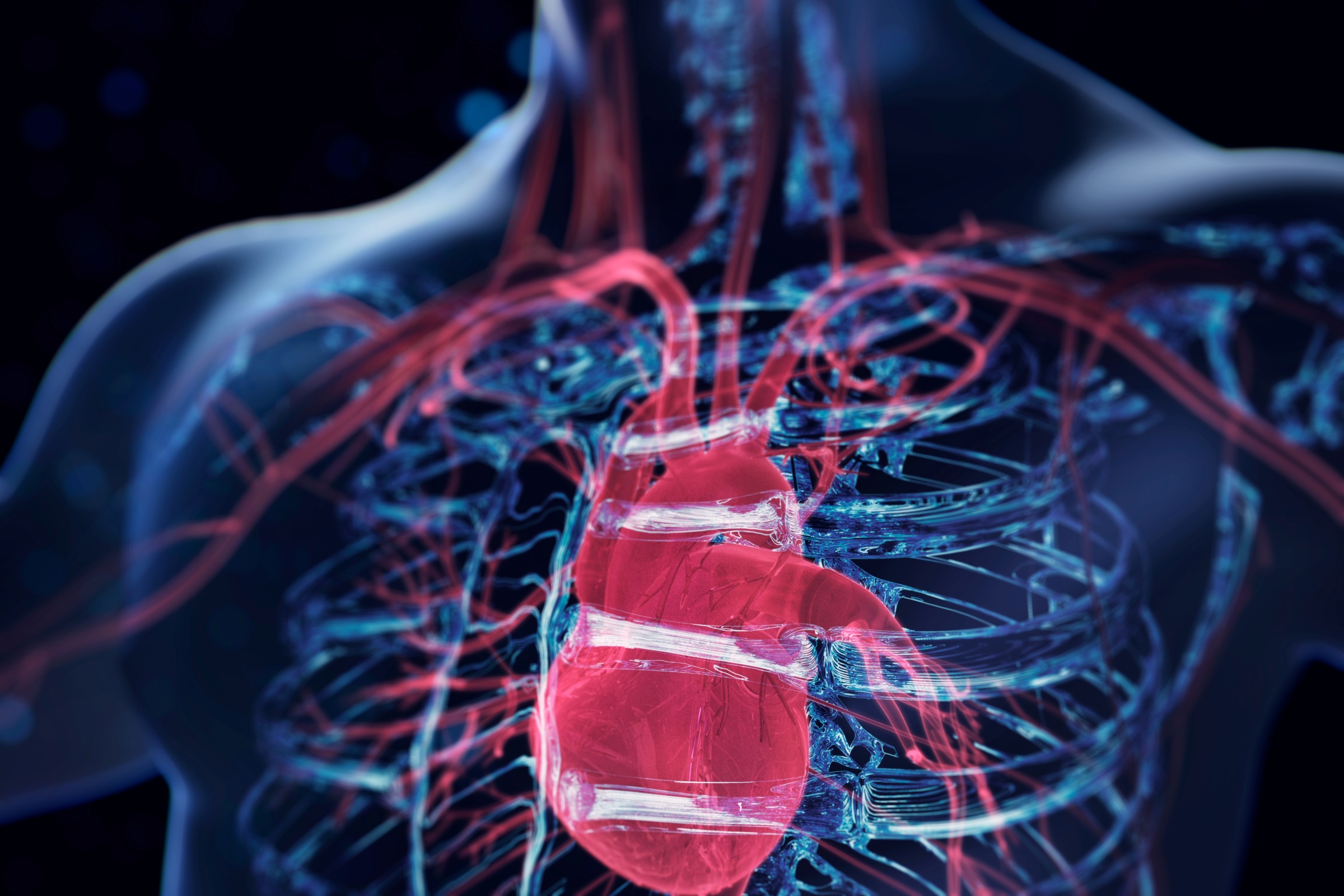 Scan of a human heart.