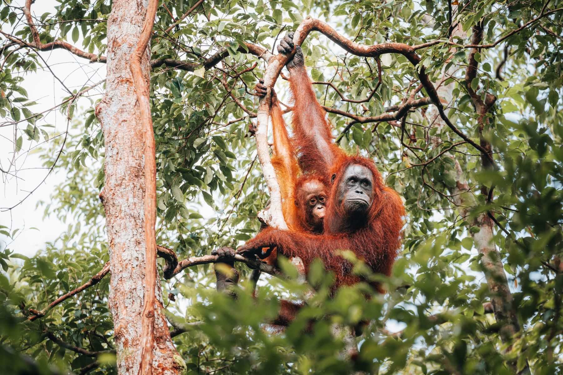 A mother and baby orangutan in a tree