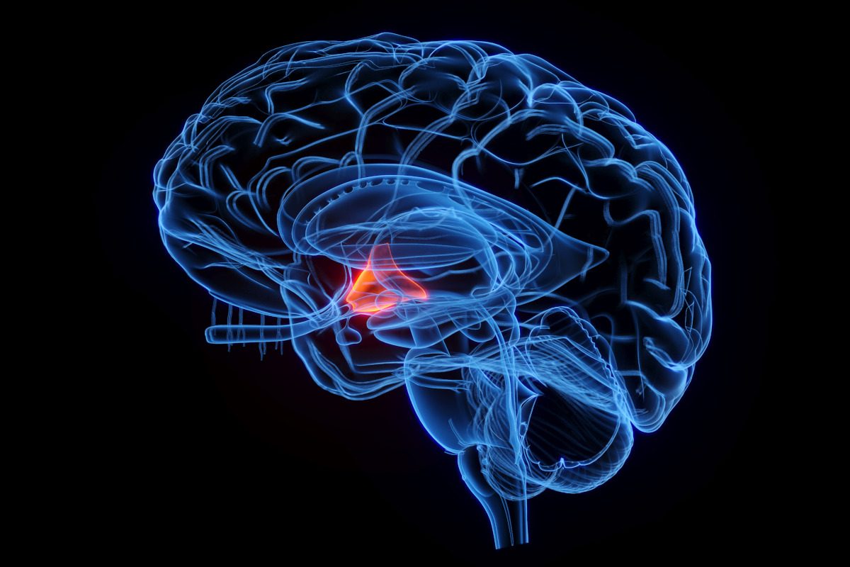 Illustration of the hypothalamus in the brain