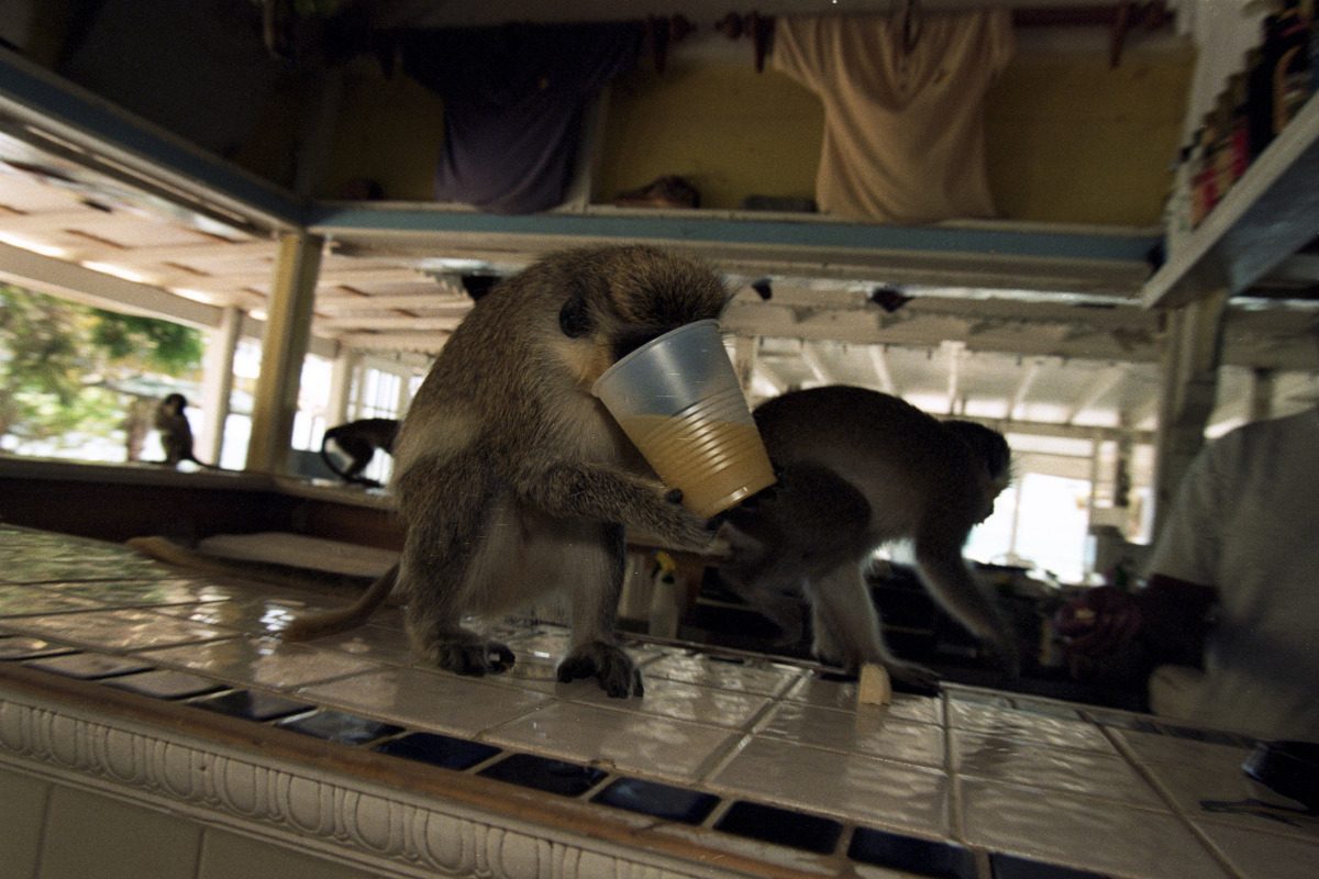 A vervet monkey drinks passion fruit juice from a plastic cup on a counter