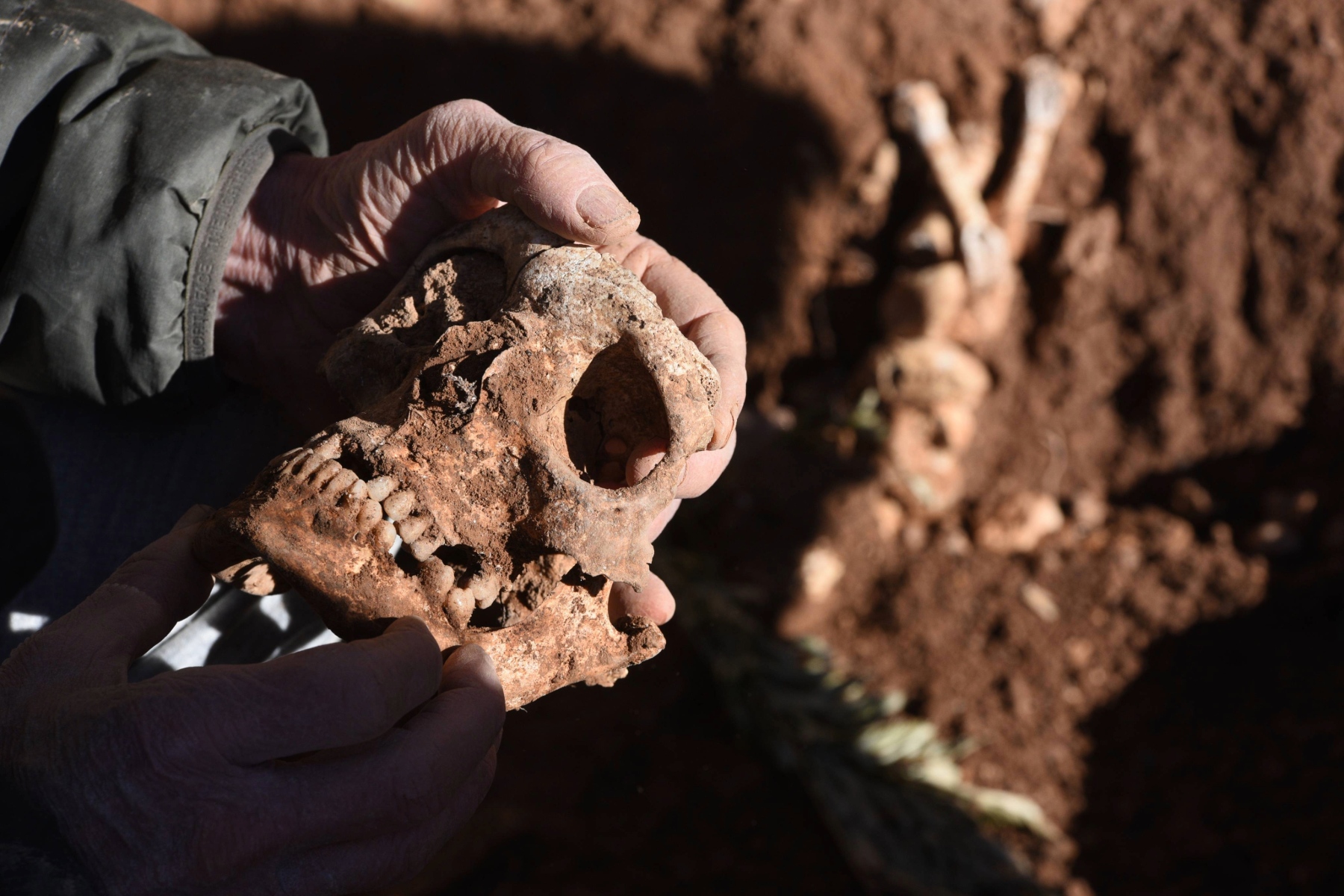 Ancient skull, still covered in soil from being excavated