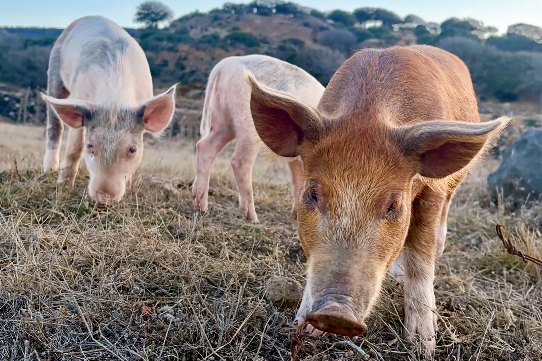 Three pigs on a field