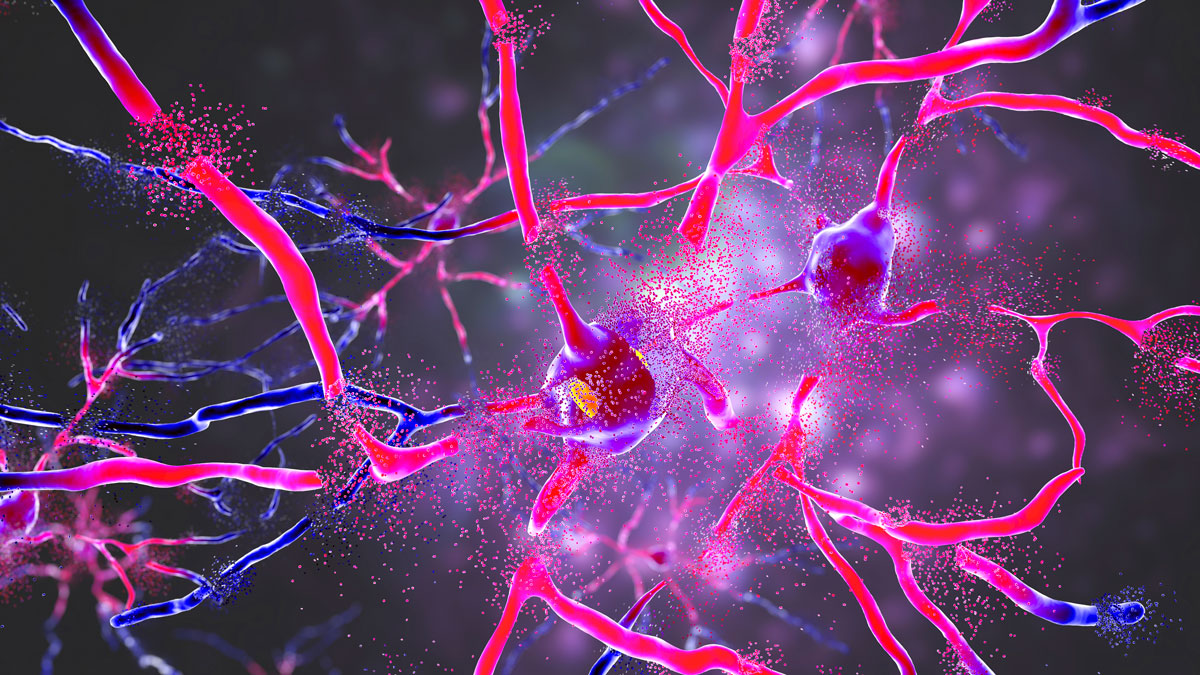 Neurons in the brain.