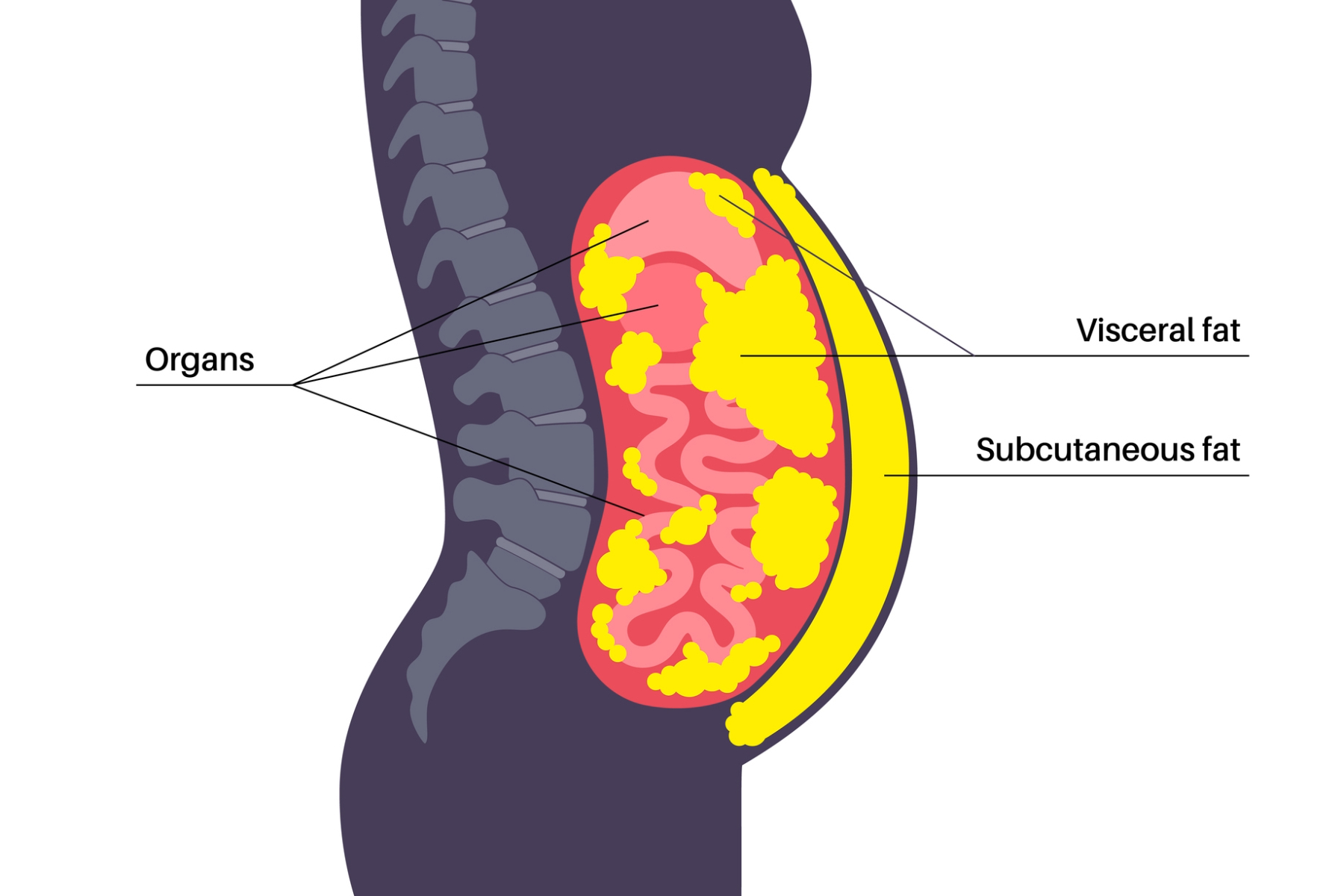 Diagram showing visceral fat around organs