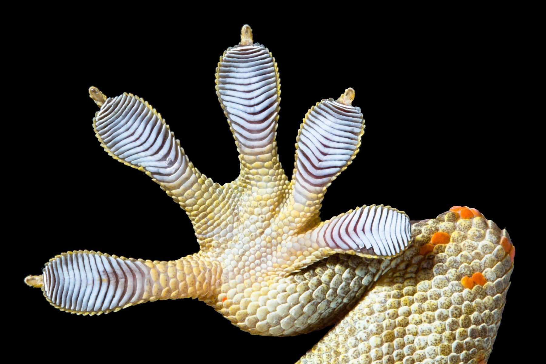 gecko foot showing ridges along toe pads