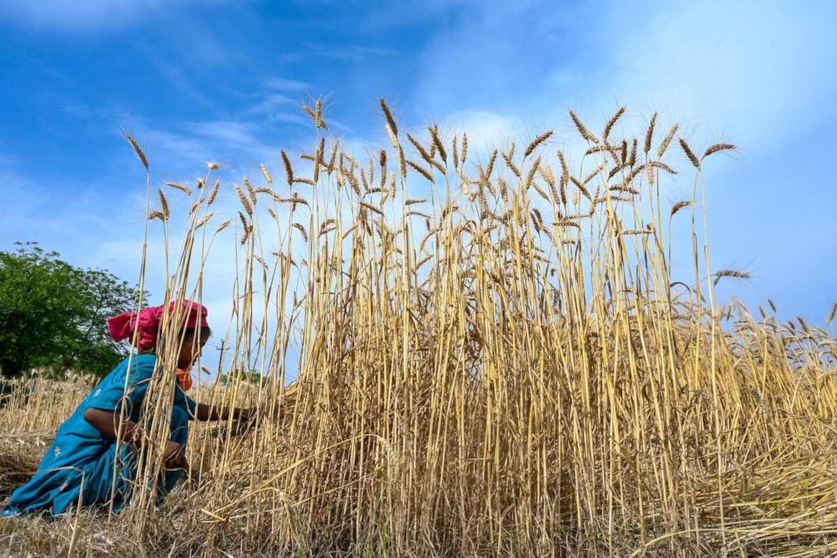 Indian farmer harvesting her Rabi wheat crops in the fields