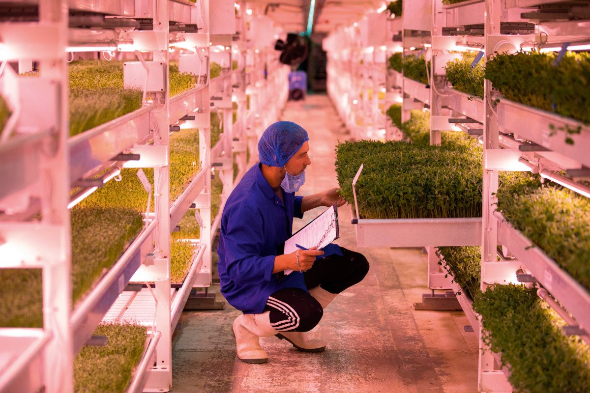 A person is crouching down checking on greens grown underground