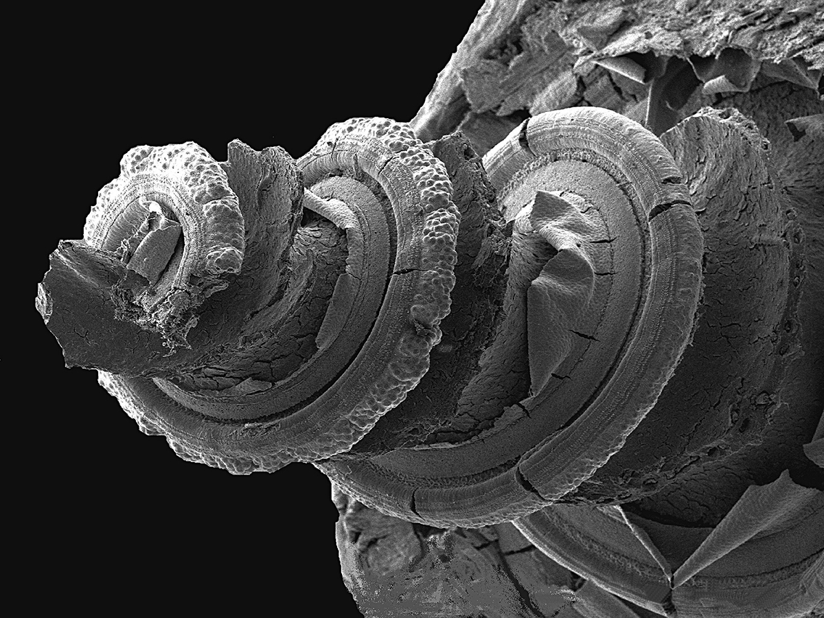 Black and white helix shape.