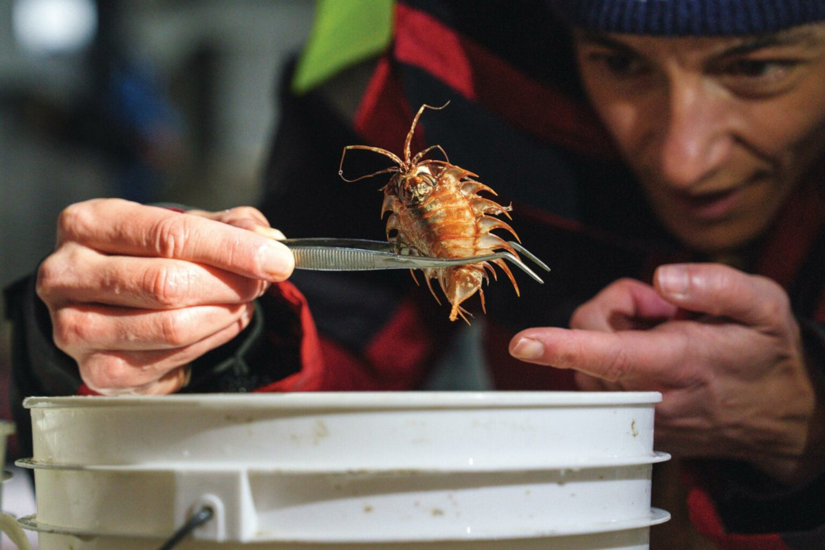 A suspected new species of isopod was found in the Bellingshausen Sea after the George VI ice shelf rupture