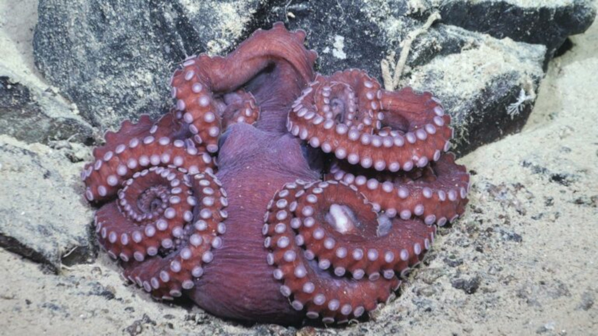 This octopus was spotted resting on the seafloor in the waters off the west of Antarctica
