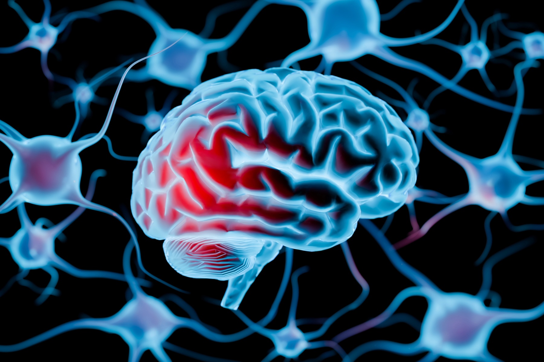 Brain