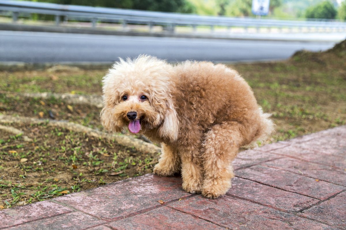 A small dog pooping.