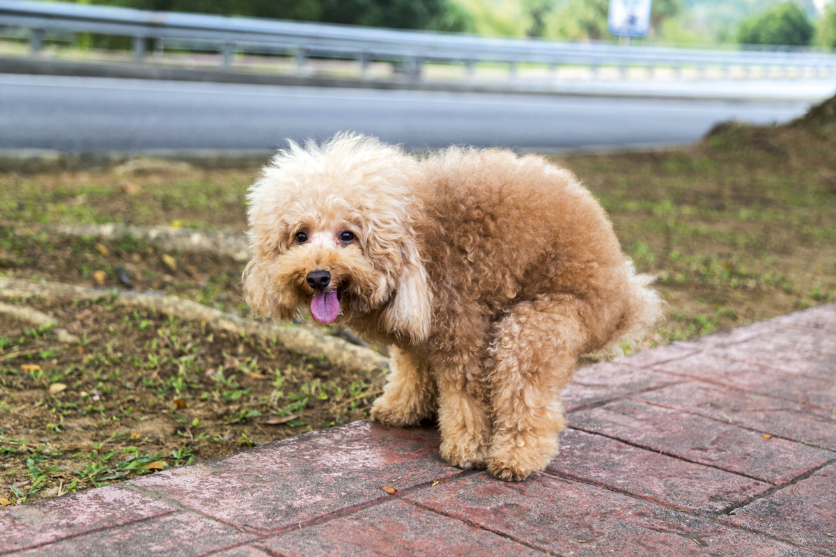 A small dog pooping.