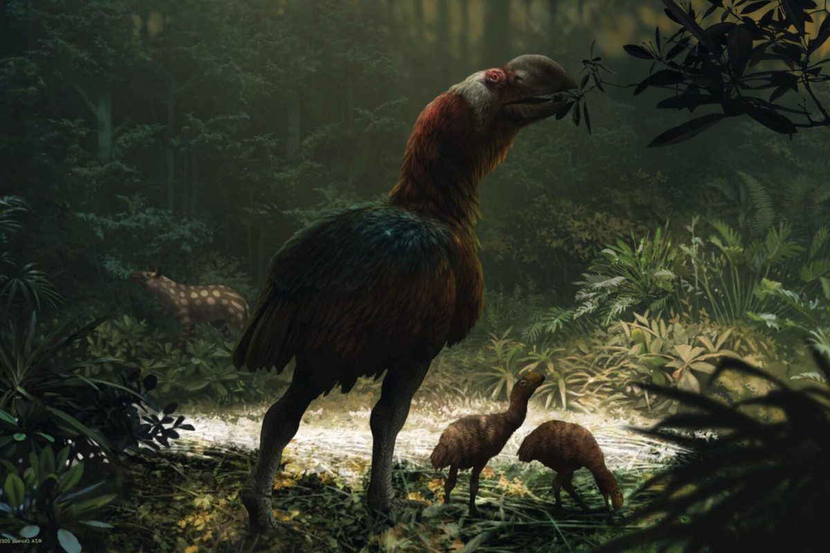 Illustration of a Gastornis and its young feeding on leaves
