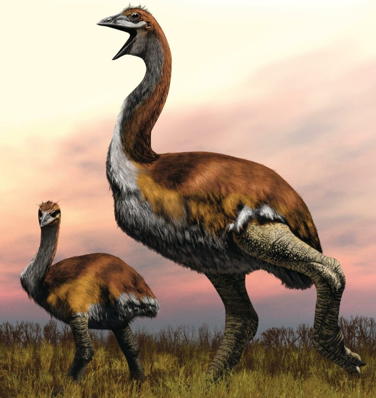 Illustration of an adult and juvenile elephant bird