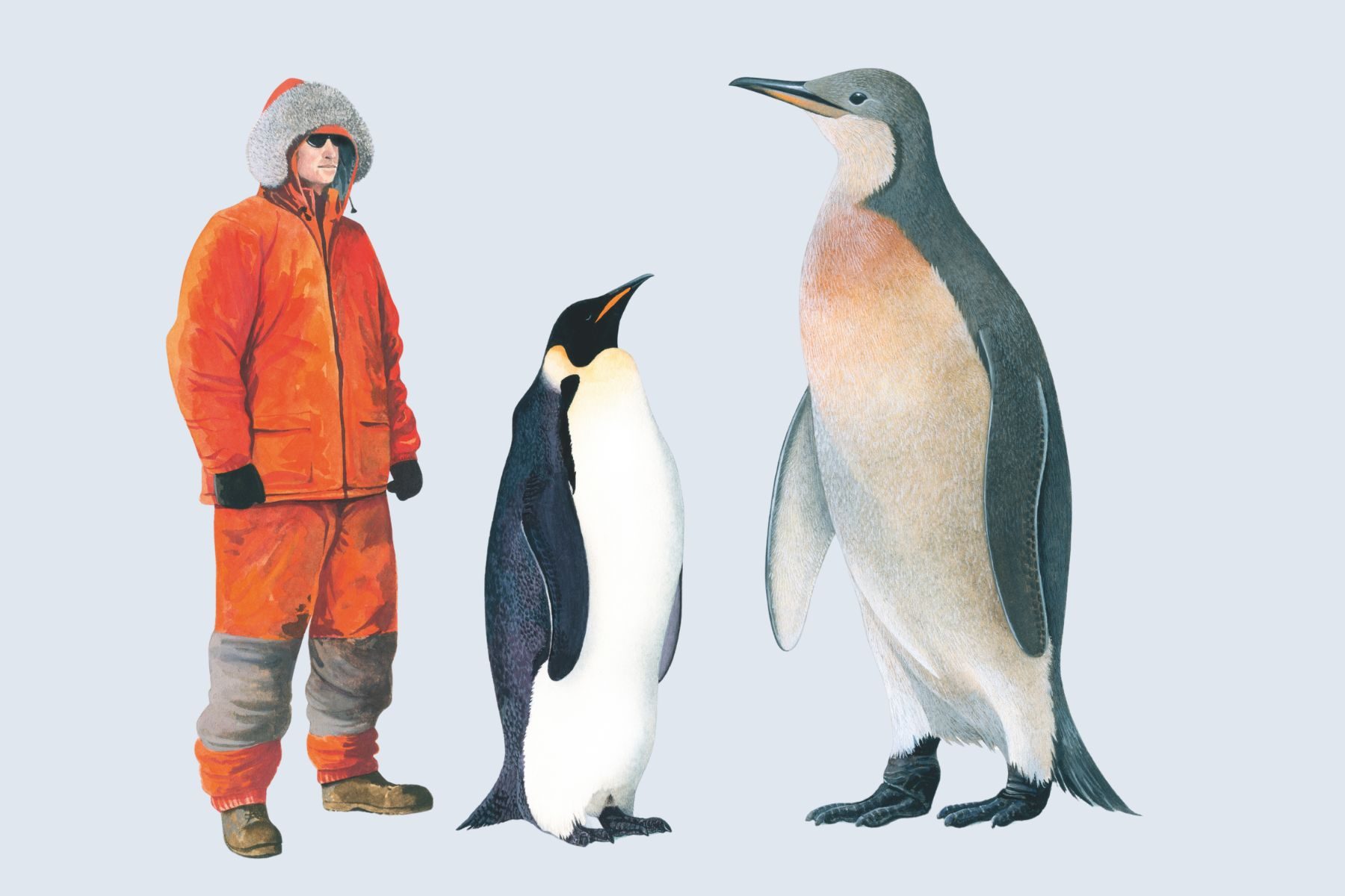 Illustration showing a person standing beside a modern-day penguin and a colossus penguin. The colossus penguin is larger than the human