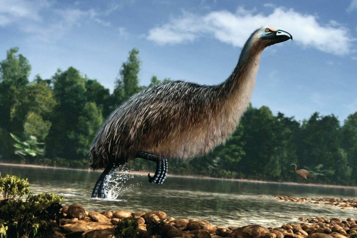 Illustration of a moa running through shallow water