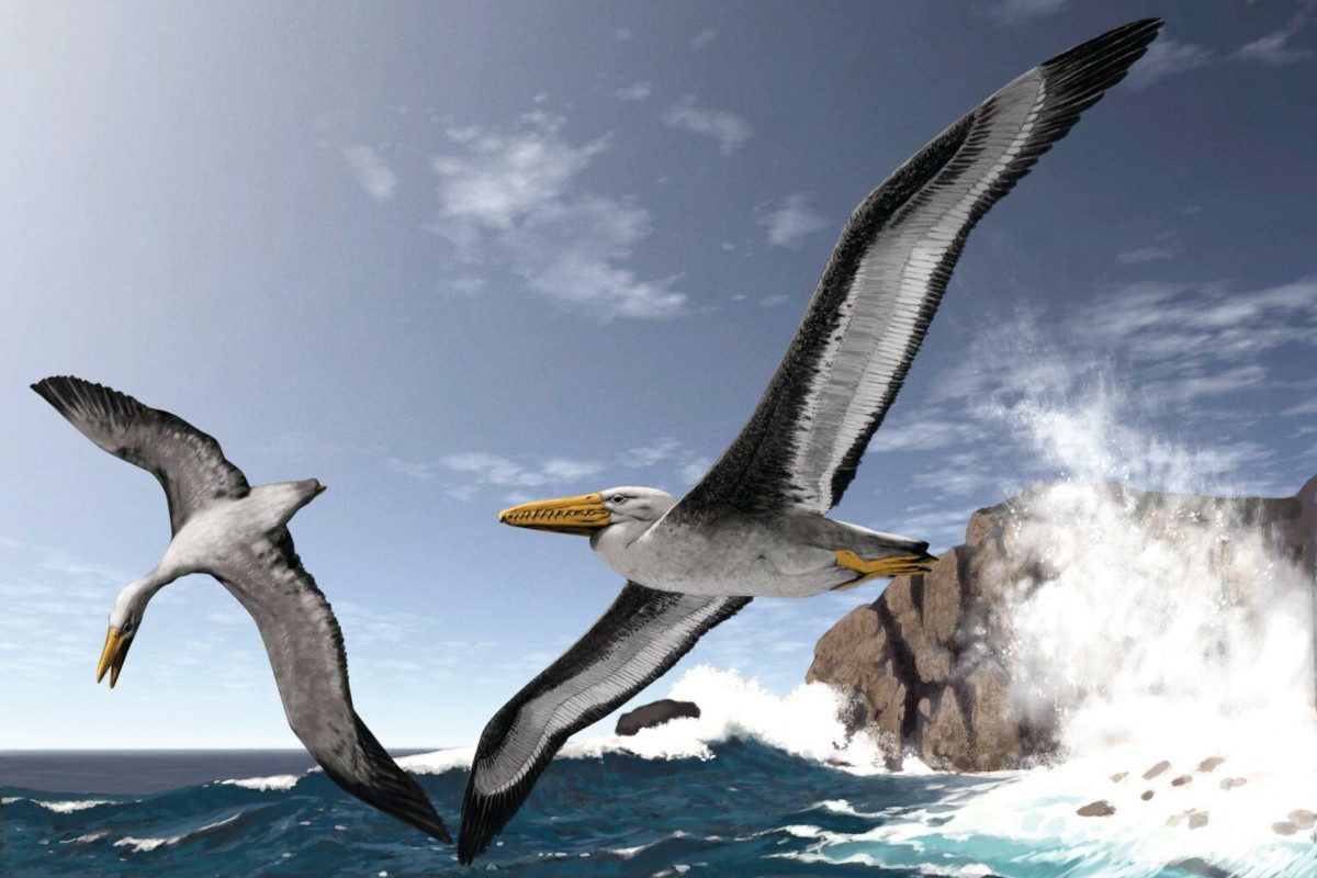Illustration of two pelagornithids in flight over the ocean