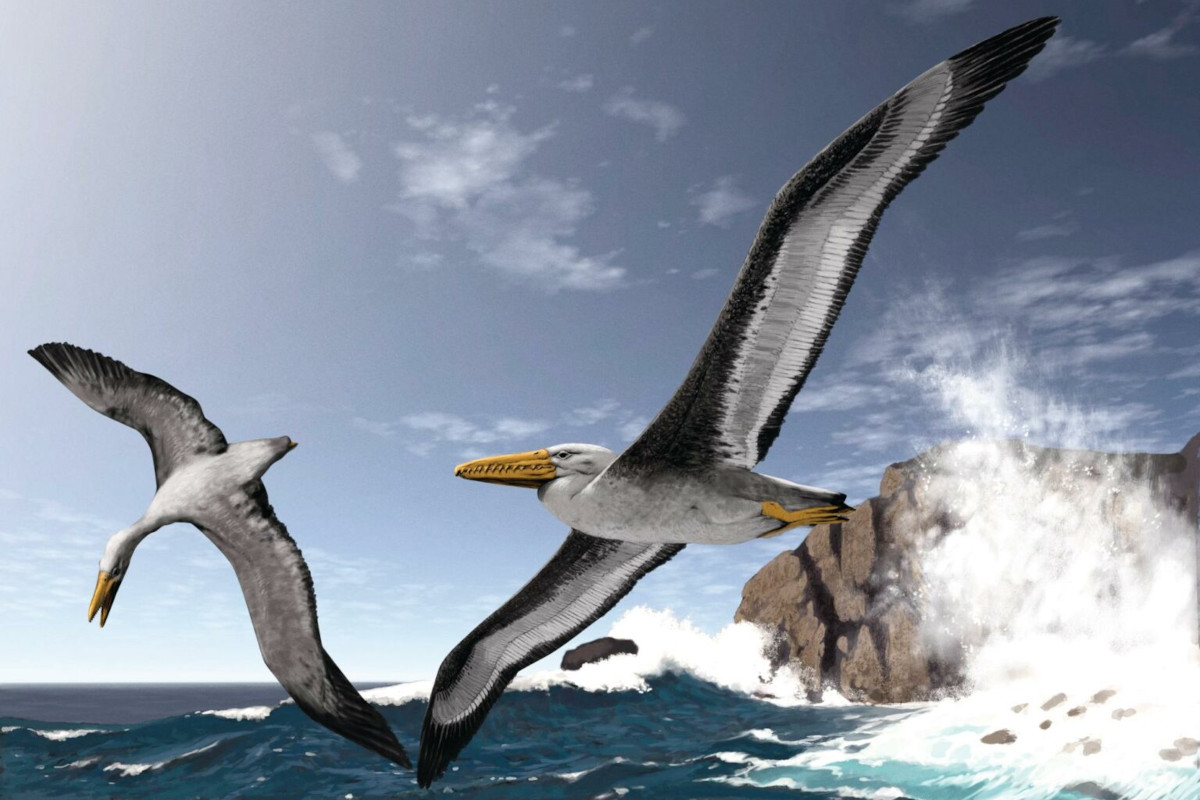 Illustration of two pelagornithids in flight over the ocean