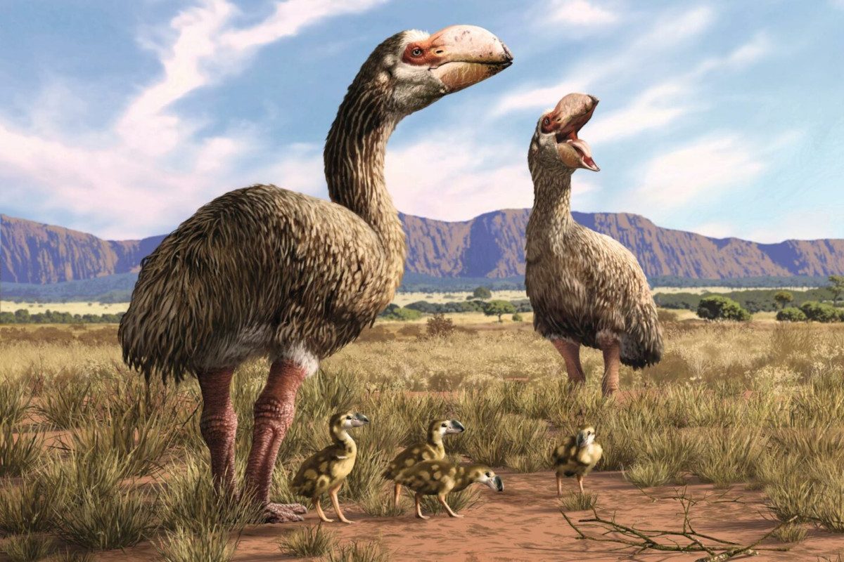 Illustration of 'demon ducks' an ancient humongous duck-like bird from Australia