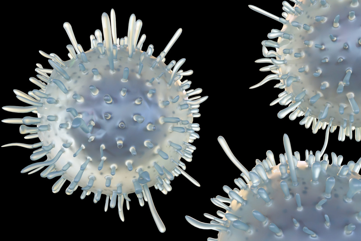 3d rendering of T cytotoxic cells, also known as killer T cells