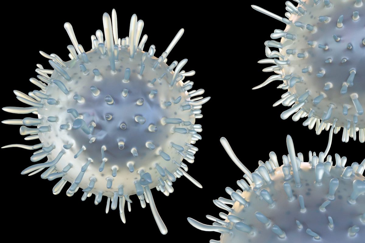3d rendering of T cytotoxic cells, also known as killer T cells