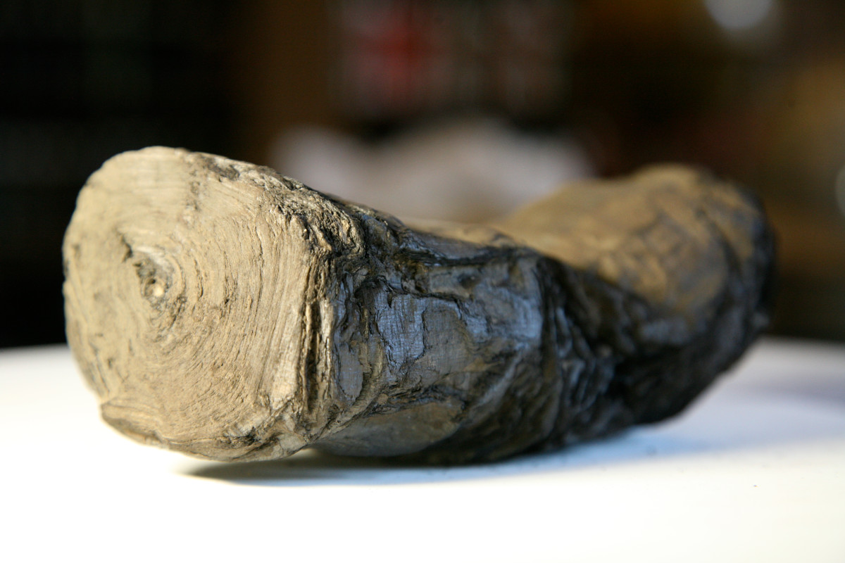 Photo of a carbonised ancient scroll from Herculaneum