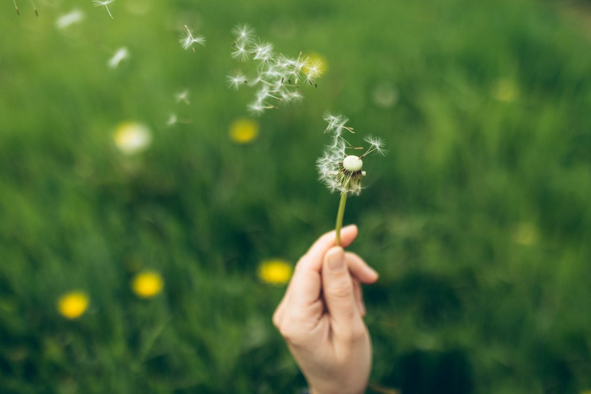 Close-up of dandelion in a person's hands. The seeds are blowing away in the wind
