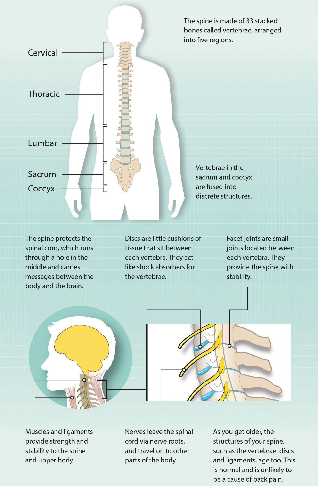 Diagram of the back and how back pain develops.