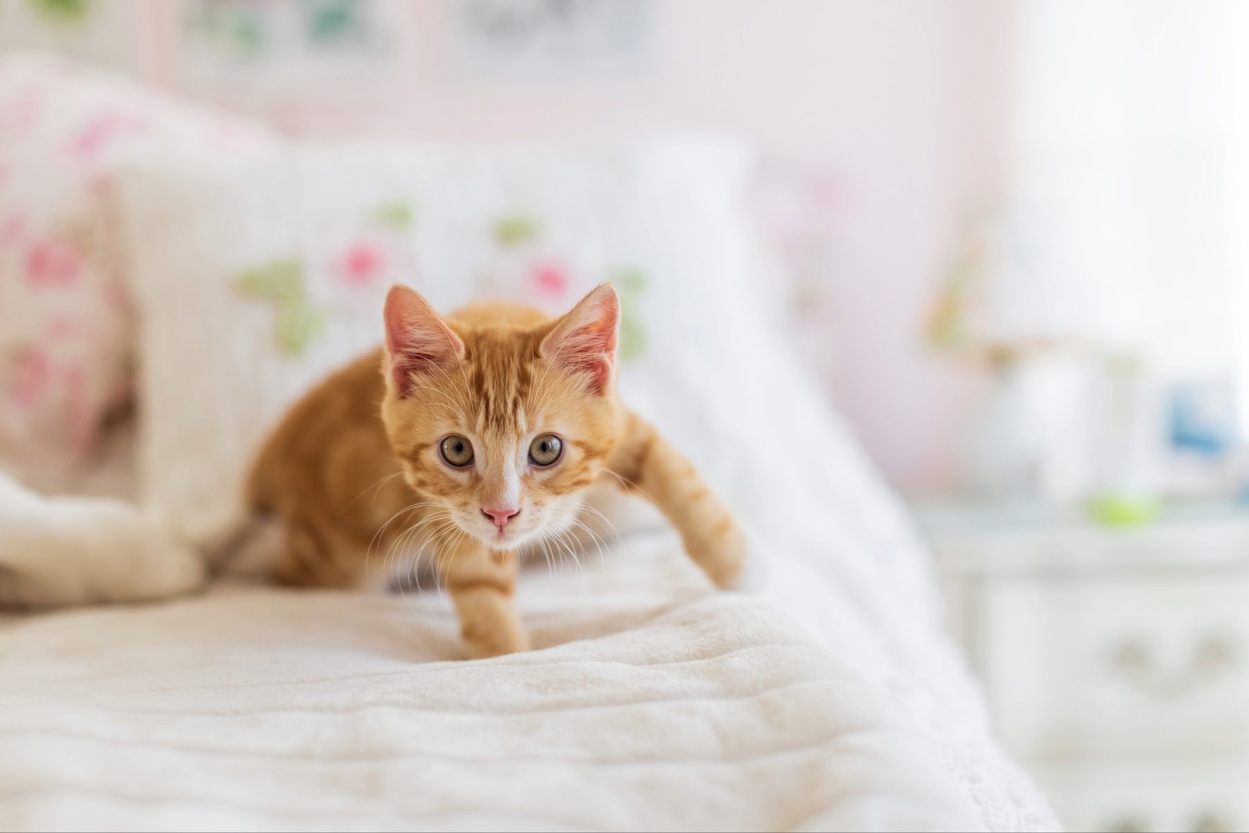 Cat creeping across bed