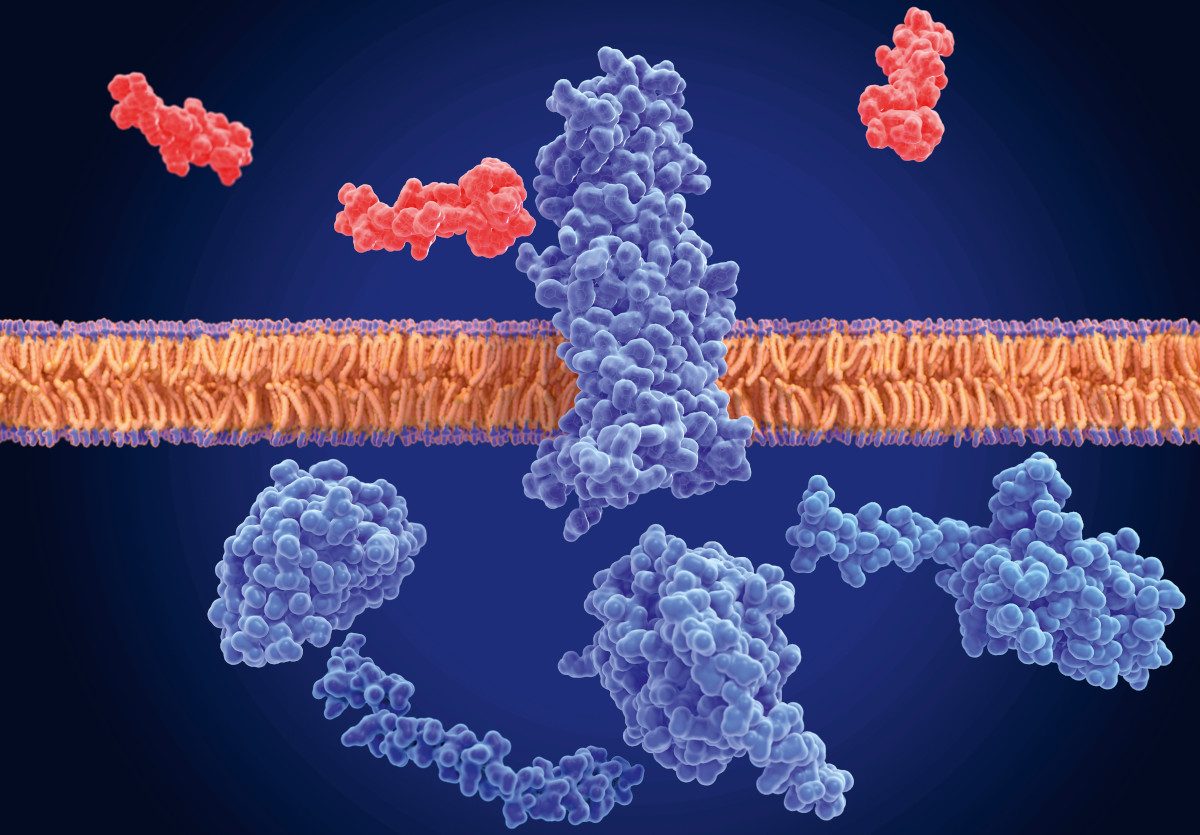 Semaglutide molecules (red) – the active ingredient in GLP-1 drugs – bind to GLP-1 receptors (blue) in the body. This works to slow gastric emptying, so you feel fuller for longer