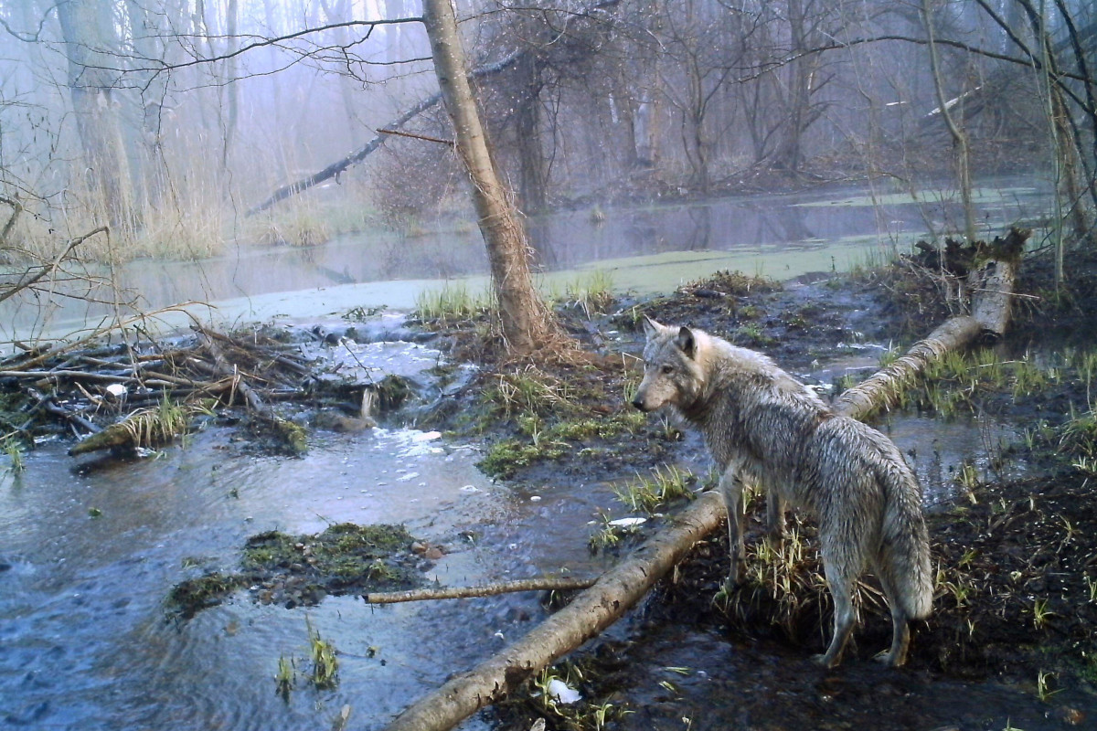 A Chernobyl wolf roaming the woodlands around the Chernobyl Exclusion Zone