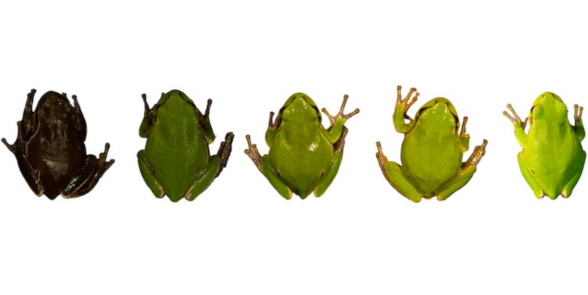 A 2022 study found that tree frogs living within the Chernobyl Exclusion Zone had a remarkably darker dorsal skin colouration than frogs from outside the Zone