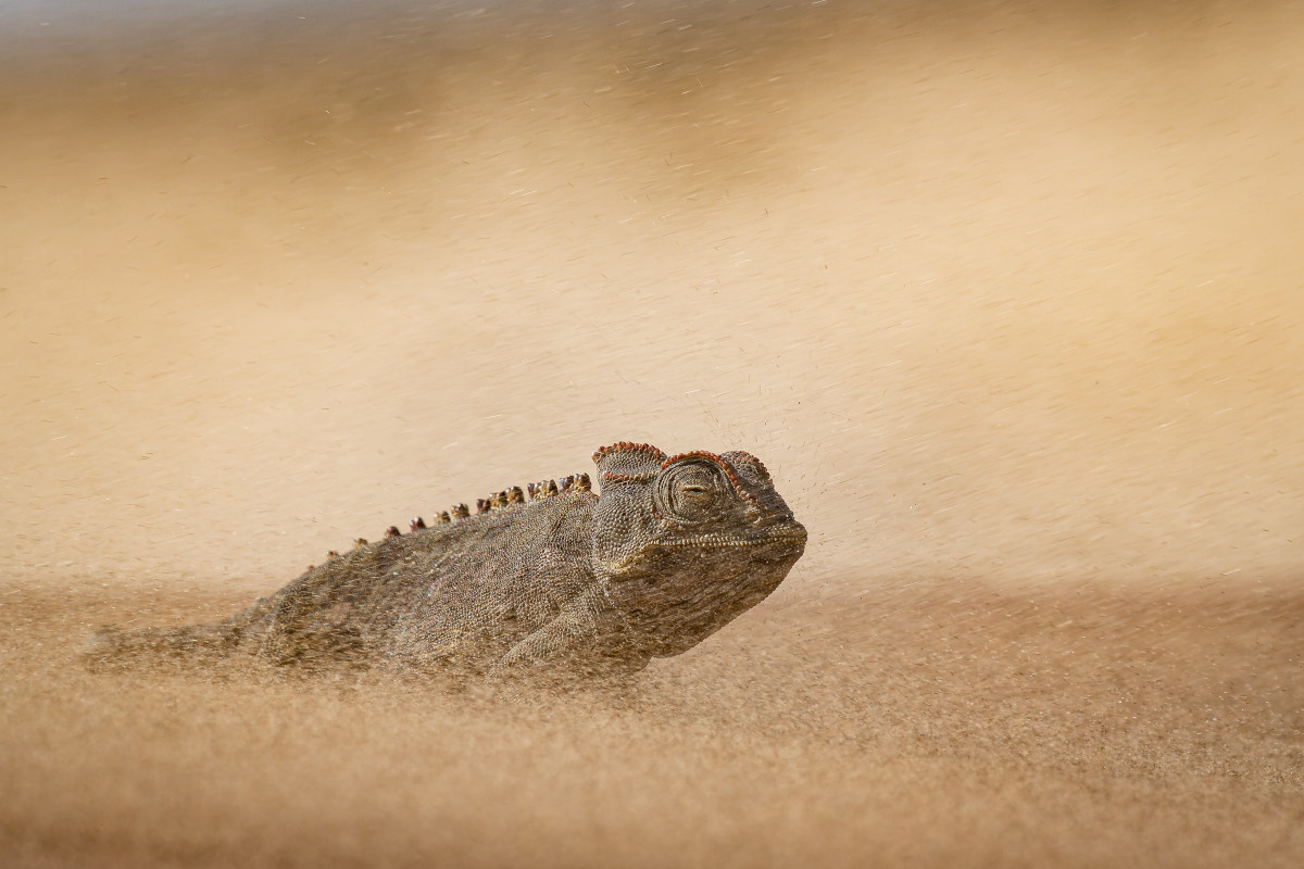 A Namaqua chameleon surviving the harsh conditions of the Namib Desert