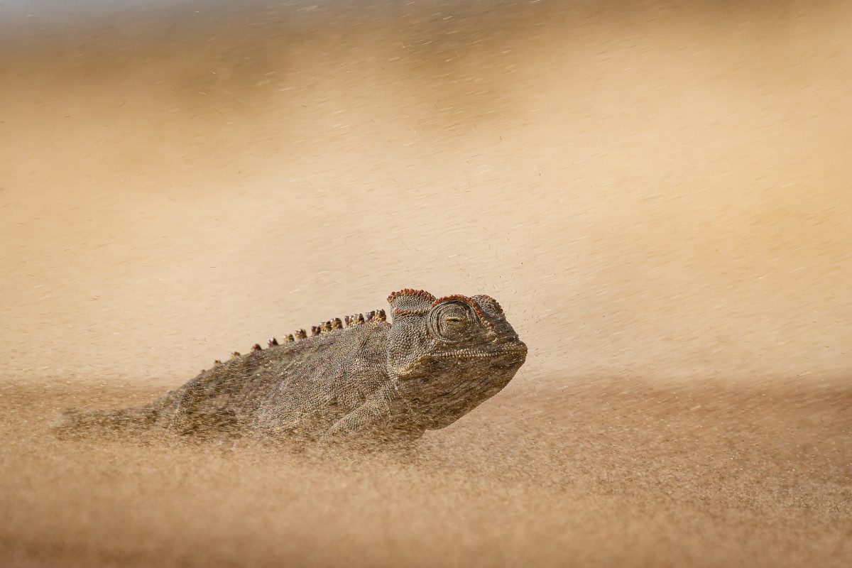 A Namaqua chameleon surviving the harsh conditions of the Namib Desert