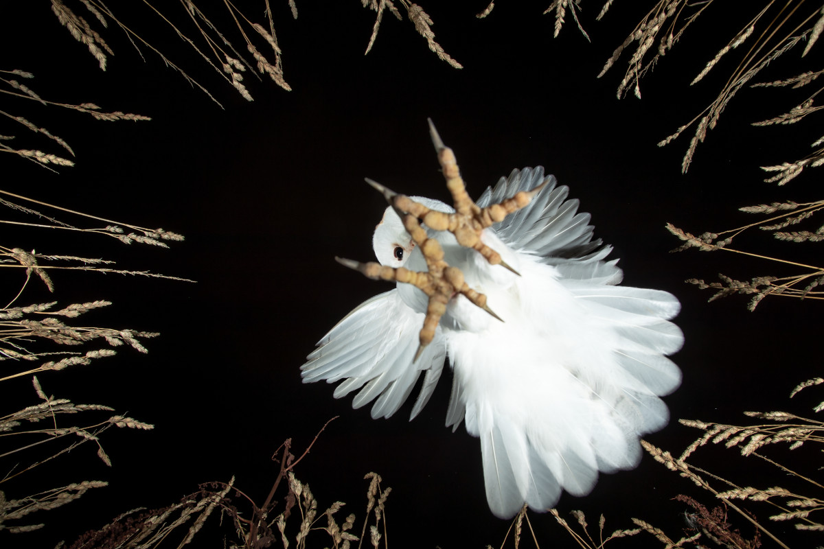 An owl closing in on prey in a field, POV of the prey