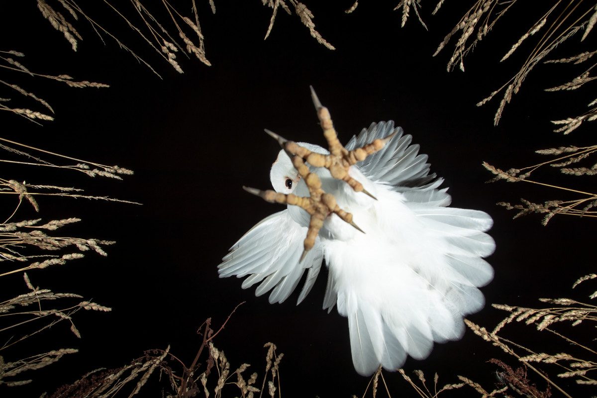 An owl closing in on prey in a field, POV of the prey