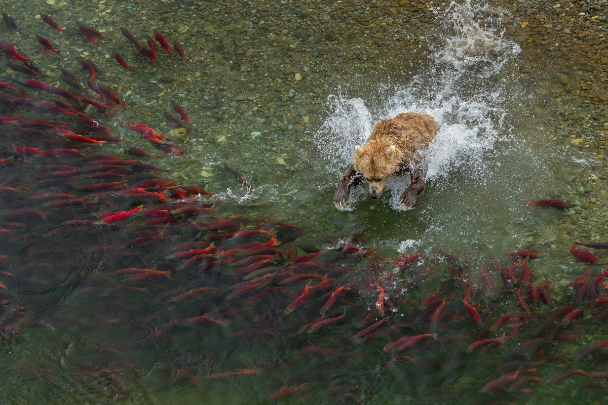 A brown bear launches into a creek in Katmai National Park, Alaska, in the US, to try and catch one of the many sockeye salmon