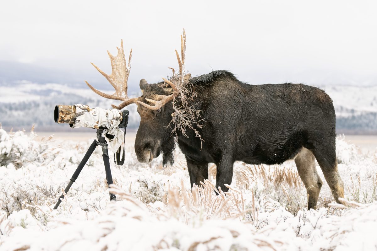 Photograph of a bull moose inspecting a camera